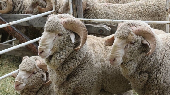 Producción impulsa la faena y comercialización de corderos en El Cuy