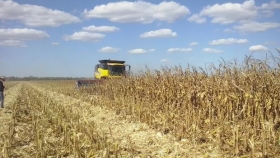 La sequía genera tensión en la demanda de maíz y la alimentación animal presiona sobre la oferta