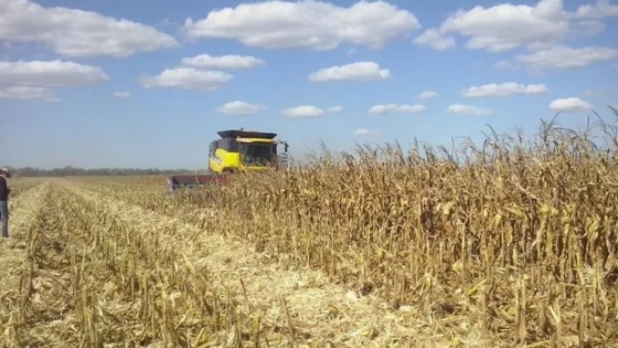 La sequía genera tensión en la demanda de maíz y la alimentación animal presiona sobre la oferta