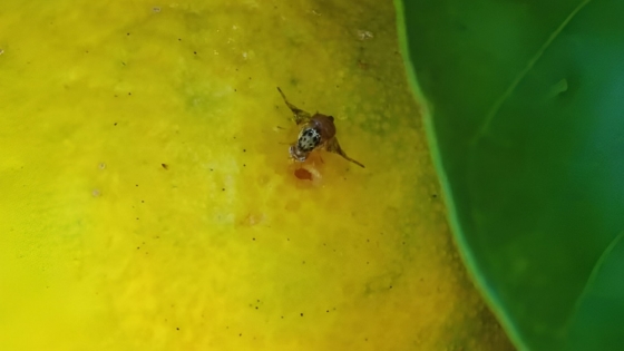 Moscas de la fruta en Entre Ríos: INTA estudia comportamiento para optimizar manejo en frutales