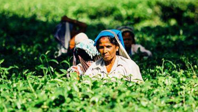 Menos arroz, cultivos más nutritivos mejorarán el suministro de alimentos de la India