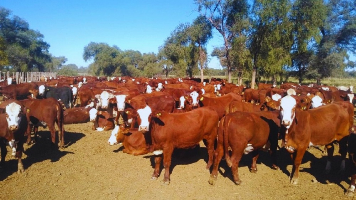 INTA desarrolló una herramienta que detecta preñez bovina a los 19 días y mejora la eficiencia ganadera