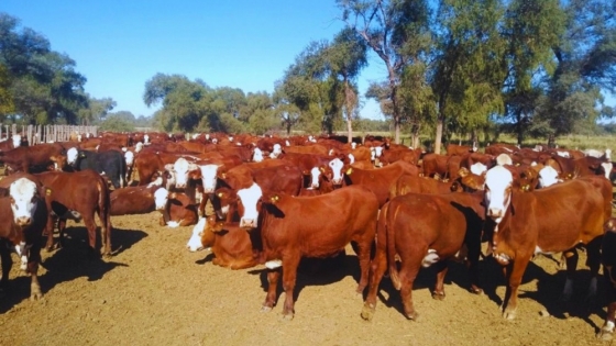 INTA desarrolló una herramienta que detecta preñez bovina a los 19 días y mejora la eficiencia ganadera