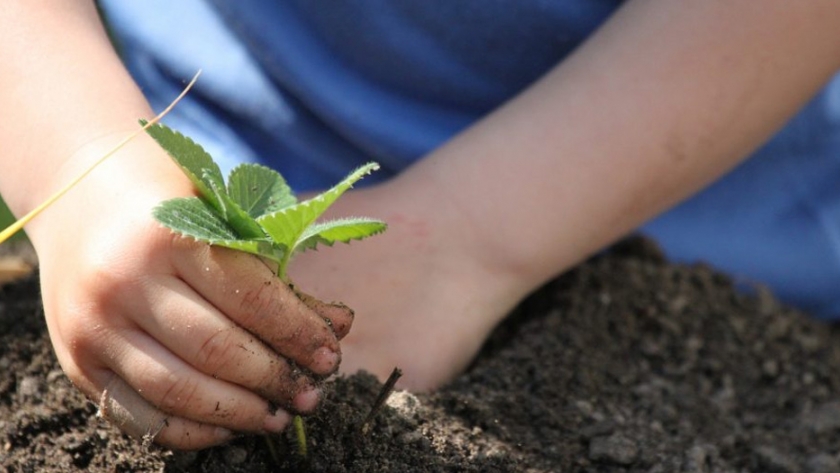 En la Semana del Árbol Chubut se sumará a la campaña "Un millón de Arboles" Argentina