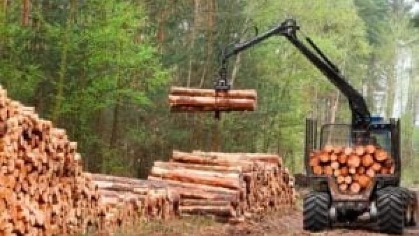 RENATRE presentó el informe “Diagnóstico Rápido sobre trabajo forzoso en el sector forestal” en Misiones y Corrientes
