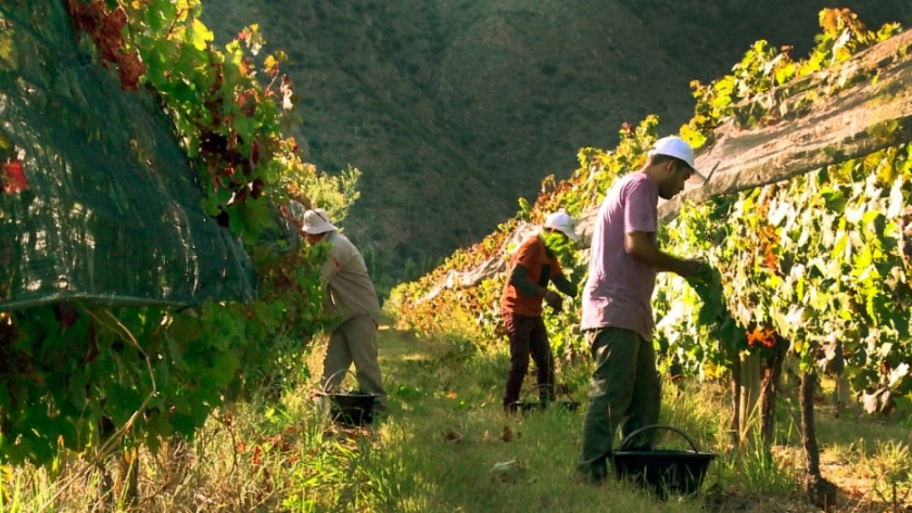 La vitivinicultura renovó sus metas estratégicas