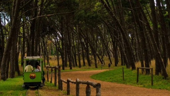 Tres escapadas con bosques cerca del mar: naturaleza, picnic y relax a pocas horas de Buenos Aires