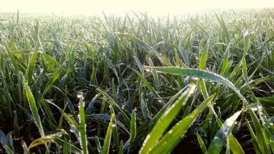 Las lluvias entusiasmaron a los productores de trigo y el 91 % del cultivo está en un estado de bueno a muy bueno