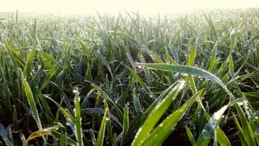 Las lluvias entusiasmaron a los productores de trigo y el 91 % del cultivo está en un estado de bueno a muy bueno