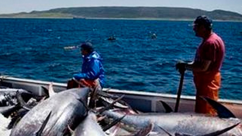 Seguridad alimentaria y el valor geopolítico de la pesca