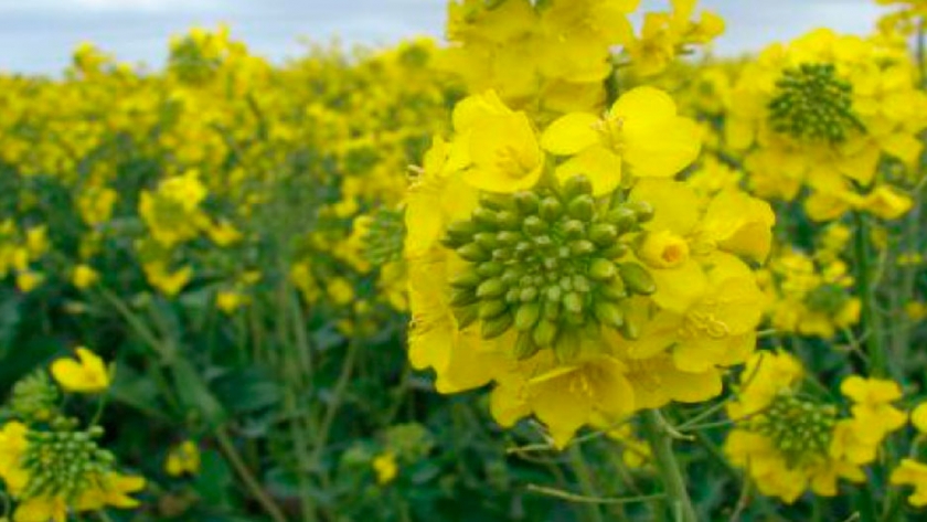 Europa es un mercado muy exigente y por eso paga más la canola, advirtió Di Giovannantonio, de Cargill