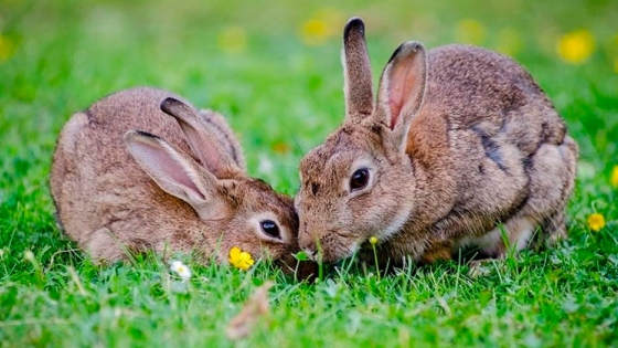 Declaran al conejo como una especie en peligro de extinción