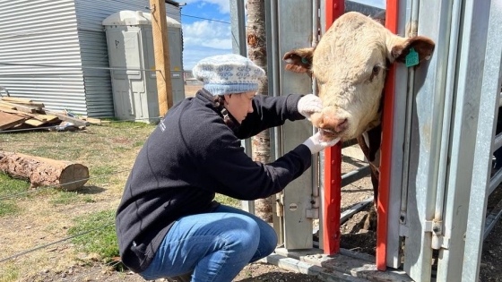 Tierra del Fuego: Se verificó la sanidad y el bienestar animal en Exposición de Río Grande