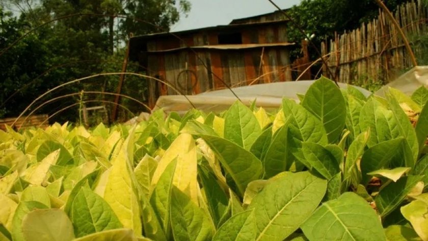 Las exportaciones pymes crecieron, pero el tabaco sufrió una importante caída