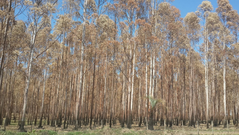 Verano: sequía y calor pueden afectar las forestaciones