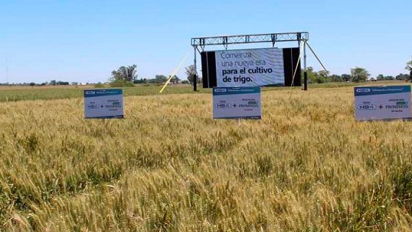 Bioceres recibe la aprobación regulatoria del trigo HB4® en Argentina