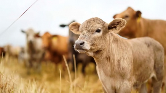 Argentina acelera en el mercado global de carbono y busca atraer divisas