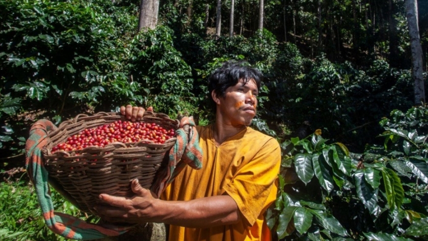 Aguaje, castaña y café, los negocios ecológicos de moda que posicionan a las comunidades Productores de regiones amazónicas obtienen beneficios económicos gracias a estos emprendimientos