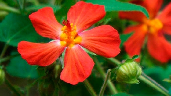 Pavonia misionera: la planta nativa que llena jardines