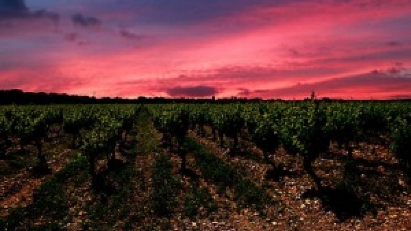 Países de la UE apoyan pedido de fondos para la vitivinicultura, con vistas al acuerdo con el Mercosur