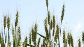 China reveló en qué año espera ser autosuficiente en trigo y arroz