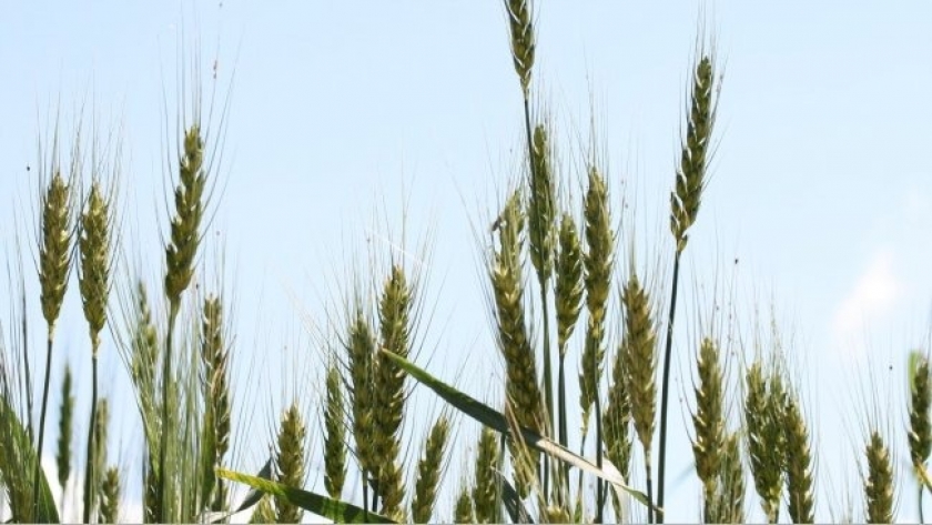 China reveló en qué año espera ser autosuficiente en trigo y arroz
