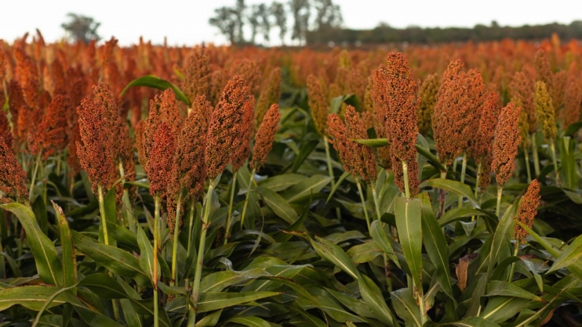 El sorgo se posiciona como una alternativa fuerte y brindan una clave para ganar