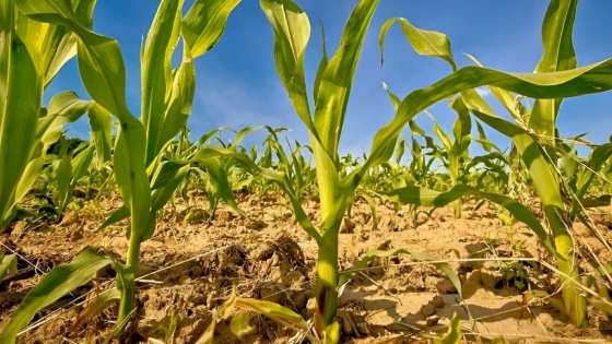 Pronóstico climático: una “niña” débil y corta promete mejores lluvias para el campo argentino