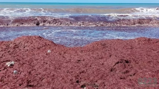 Un fenómeno inusual: el mar se tiñó de rojo en las playas del sur de Mar del Plata