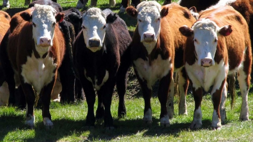El campo teme por el stock ganadero