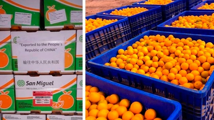 Primera exportación de naranjas jujeñas a China
