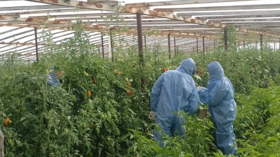El Senasa detectó virus rugoso del tomate en plantaciones hortícolas de Trelew