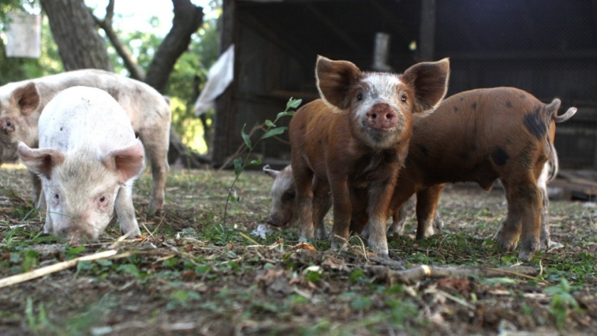 Recomendaciones para evitar la propagación y ocurrencia de brotes de triquinosis