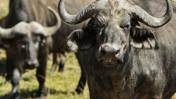 Cría y consumo de búfalos evoluciona positivamente en Paraguay