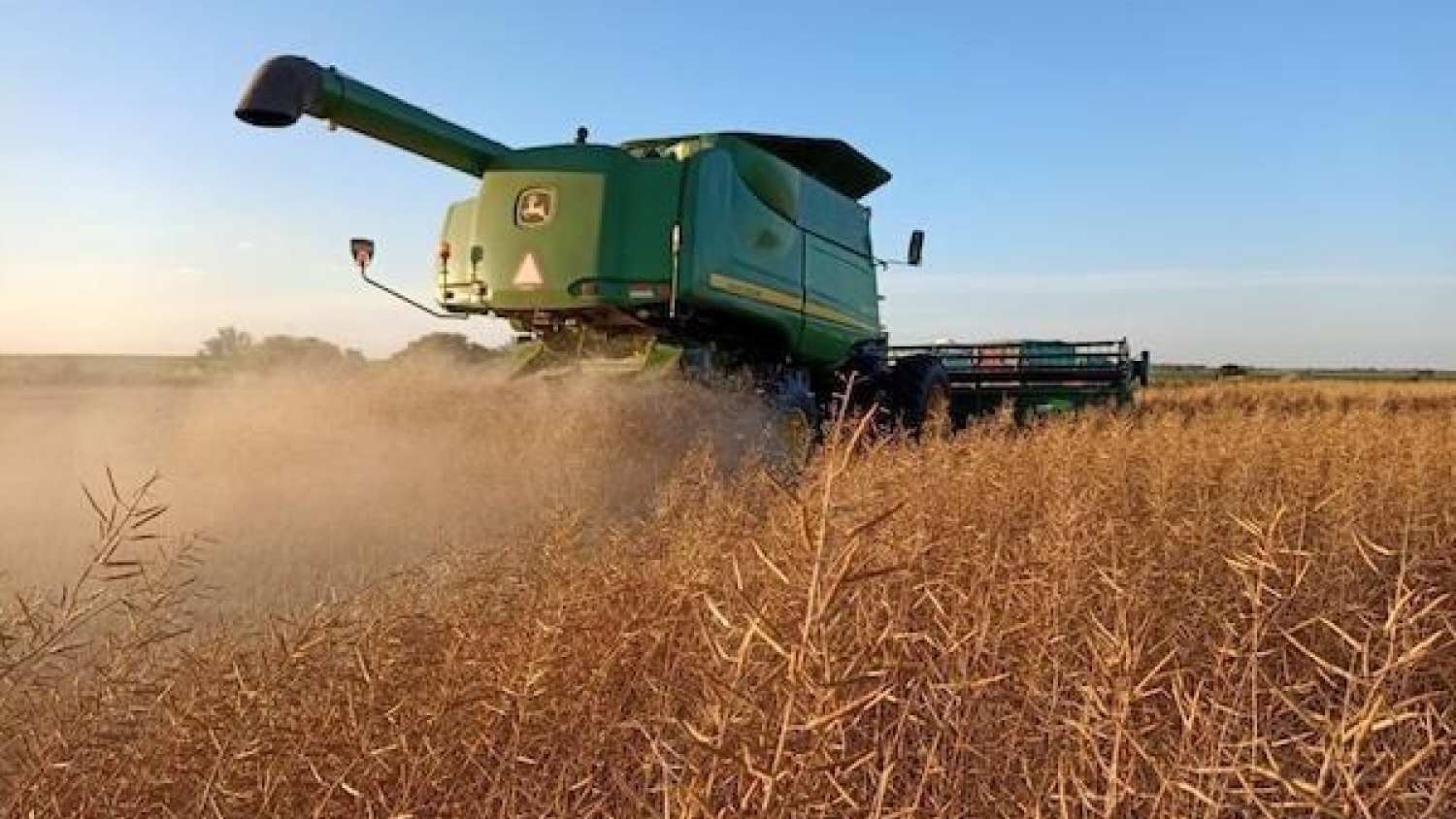 Colza y cártamo en Formosa: 7.000 ha cerca de Laguna Yema