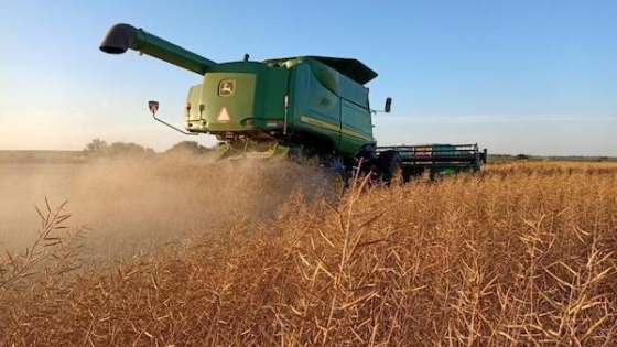 Colza y cártamo en Formosa: 7.000 ha cerca de Laguna Yema