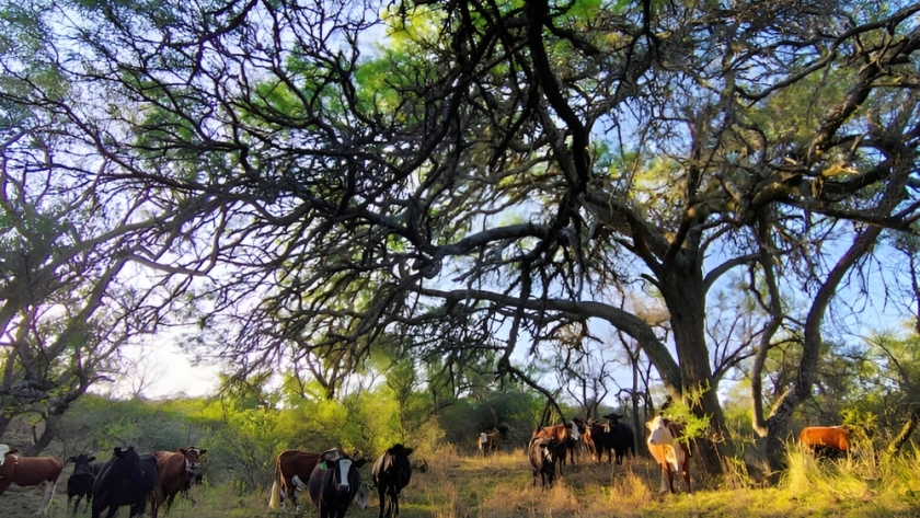 Sinergia en las Sierras: producción ganadera y turismo rural en Calamuchita