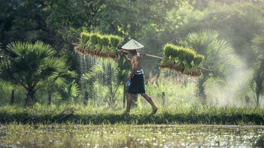 La divergencia en el tiempo de floración contribuye al aislamiento reproductivo entre las especies de arroz silvestre