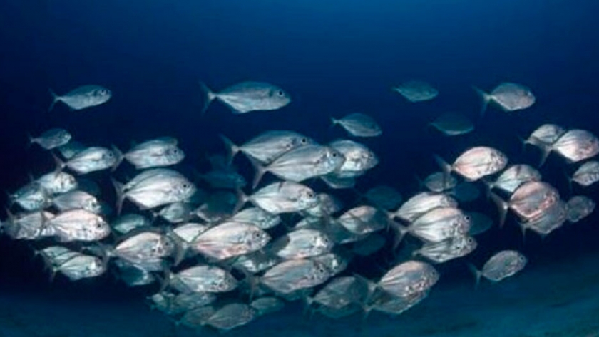 La ONU afirma que la pesca sostenible ayuda a mantener la biodiversidad