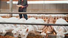Alimentar al ganado con colza para obtener productos cárnicos más saludables