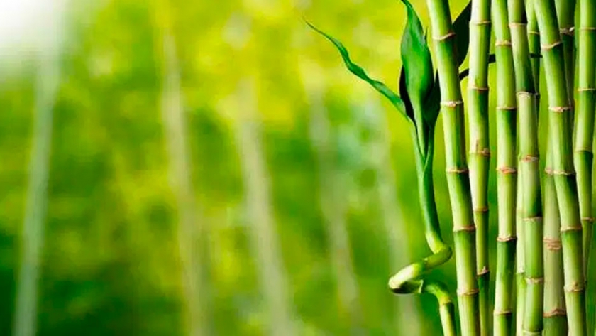 Bambú: un cultivo amigable con el ambiente que puede crear variedad de productos