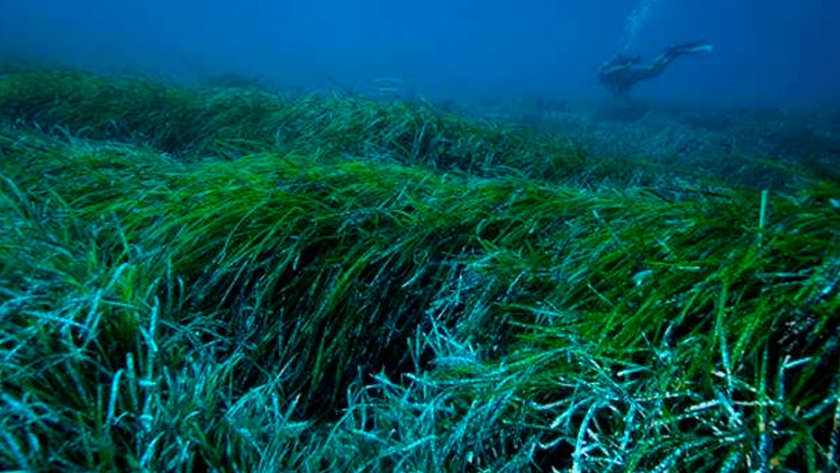 Las praderas marinas de posidonia, una defensa contra los plásticos vertidos al mar