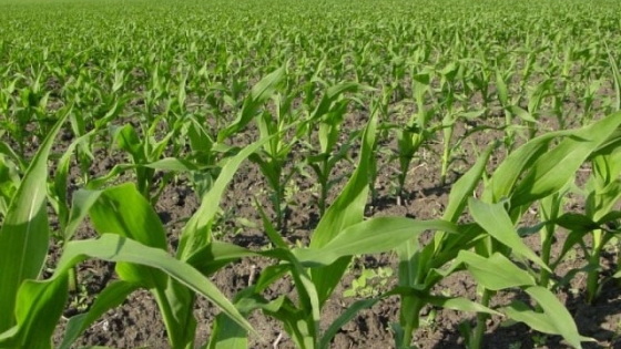 Pese a sufrir el clima y la presencia de plagas en ambas zonas, el maíz presenta la situación “menos favorable” hacia el litoral.