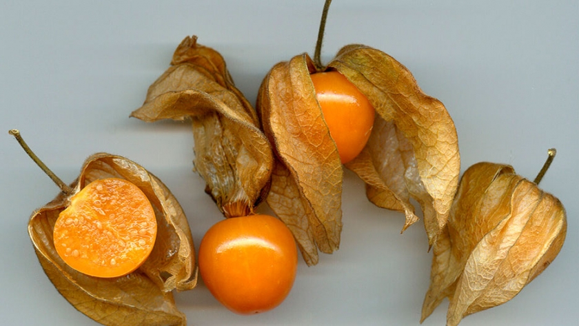Uchuva, la fruta que permitiría diversificar la frutihorticultura en Tucumán