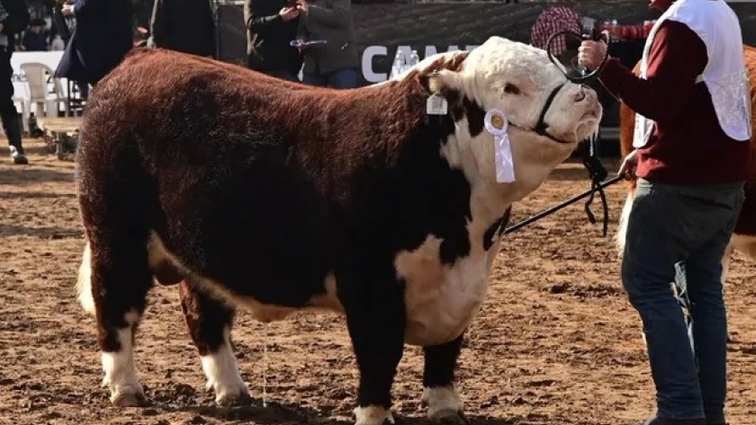 Los toros triplicaron su precio en dólares en tres años