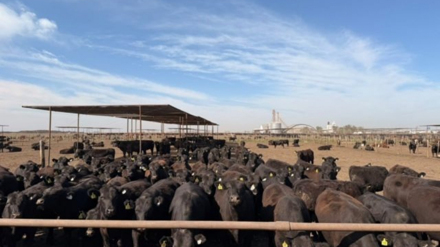 Certificación Welfair en feedlots: ACA logró el primer sello