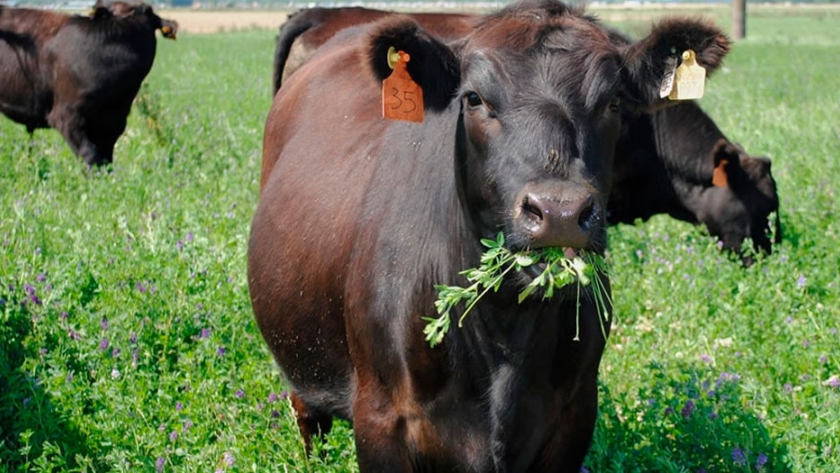Consejos para el pastoreo en alfalfa