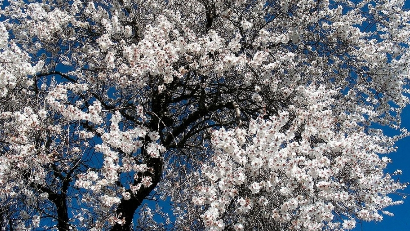 El Cultivo del almendro