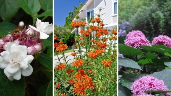 <Siete opciones florales para dar vida al jardín durante el otoño