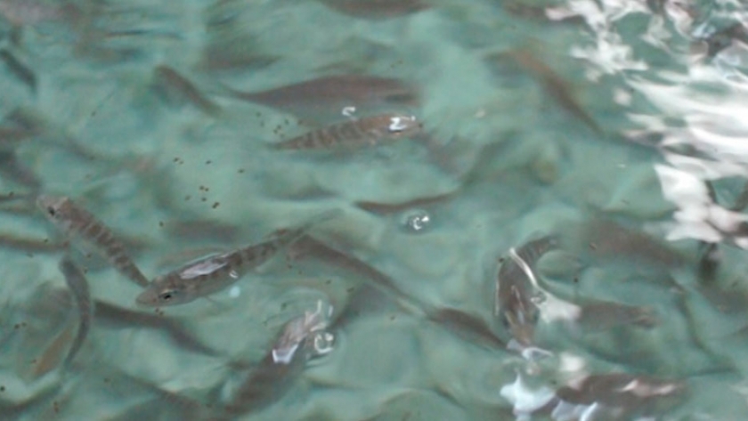 Dietas basadas en aceites de camelina o chía permiten sustituir parcialmente el aceite de pescado en dorada